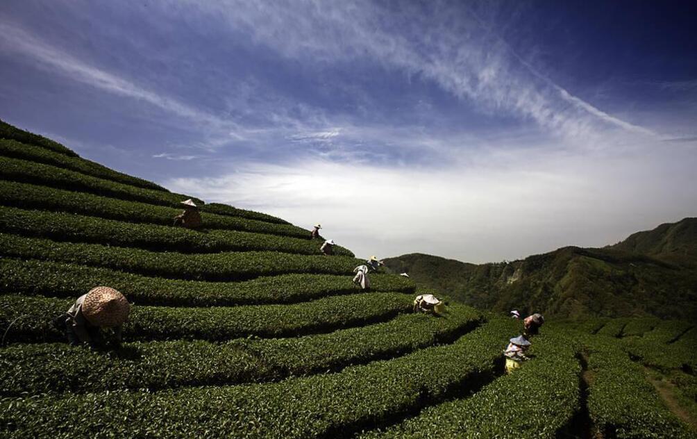 Alishan: Fragrant Mountain<br>The Rise of High Mountain Tea
