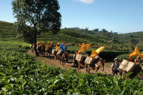 An Impression of an Ancient Tea Mountain - Hekai