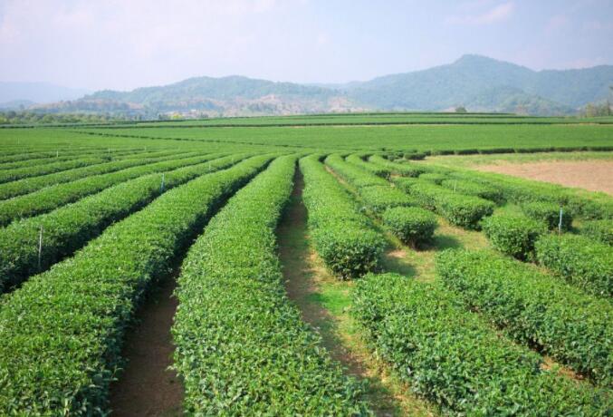  High Mountain Large Tree Tea