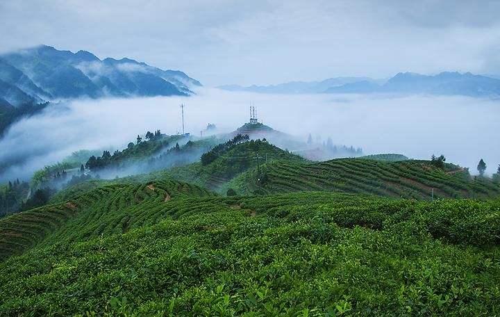 Good Tea From Remote Mountain