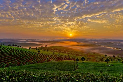 History And Characteristics of A Tea Region - Jinggu Ancient Tea Growing Area