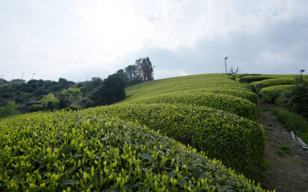 Japanese Tea Gardens and Plants