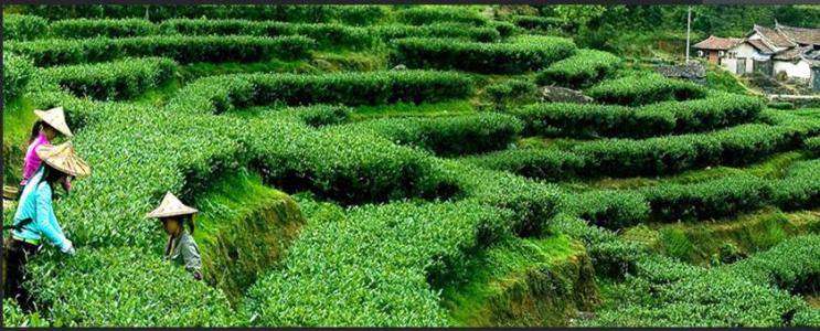 Over 250 Years Of Traditional Craft Turned On Its Head Anxi TieguanYin Blows In With A "Light" Breeze Its Delicate Fragrance Dominates Marketplace