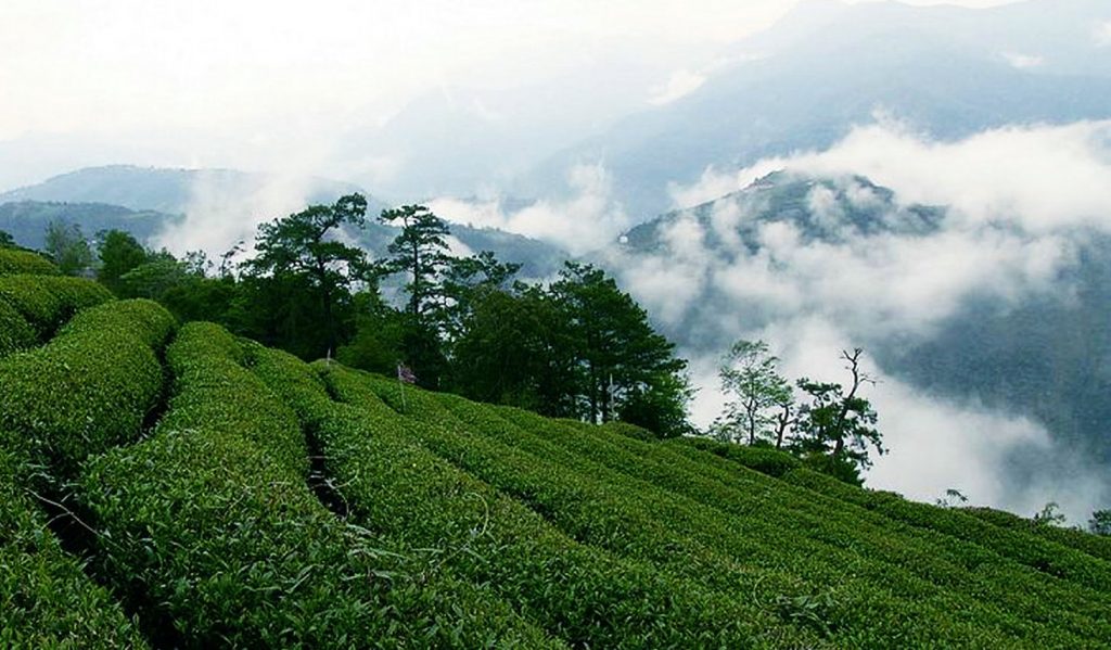 Taiwan's Green Gold -Tea