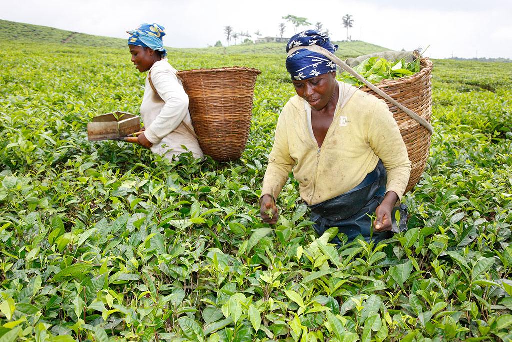 Tea In Cameroon