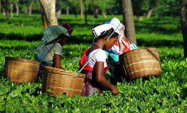 Tea In India