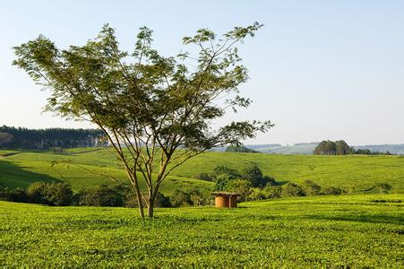 Tea In Malawi