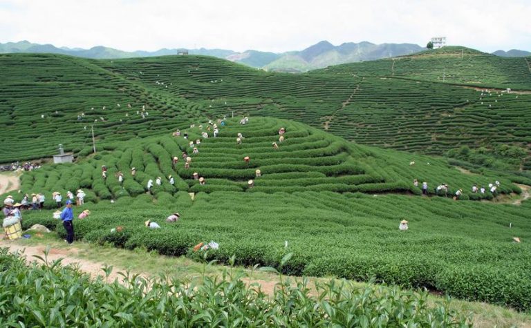 Taiwanese High Mountain Tea