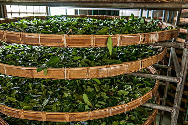 The Taiwanese Local Taste and Method of Preparing Tea