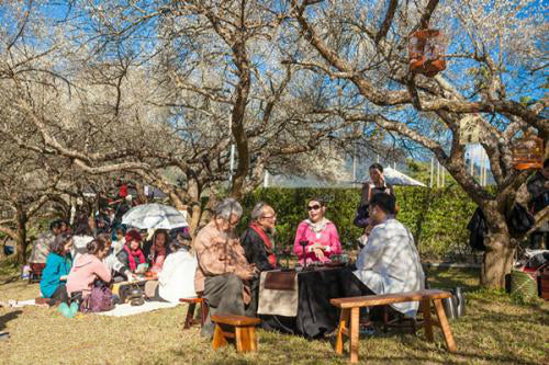 The rise of plum blossom tea appreciation ceremony