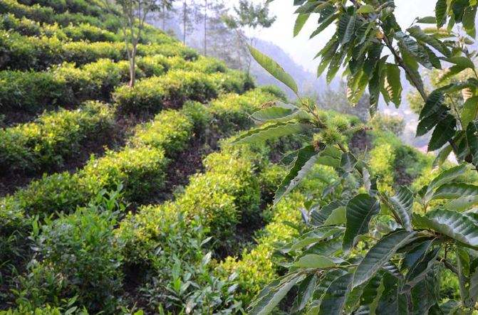 Varieties of Tea Trees and Types of Tea